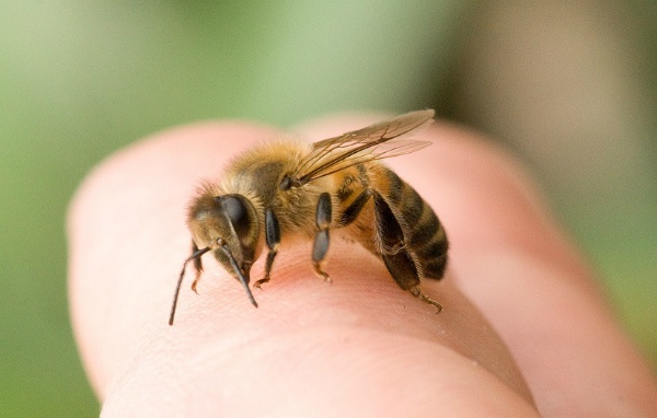 Bị ong đốt là điềm gì? Khi bị ong đốt đánh đề con gì thích hợp nhất